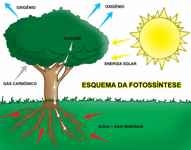 Fotoss&iacute;ntese 
